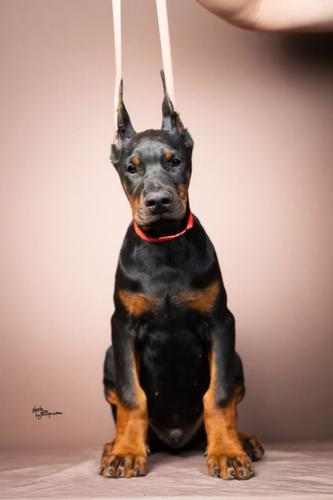 Doberman stenci
