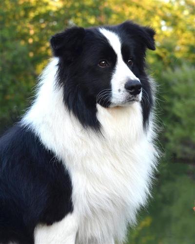 Prodaja štenaca border collie (border koli)