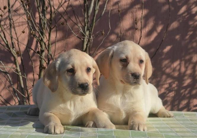 Labrador  stenci 