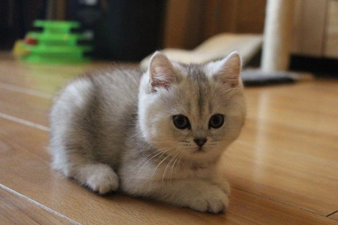 Prekrasna Scottish Fold & British Short