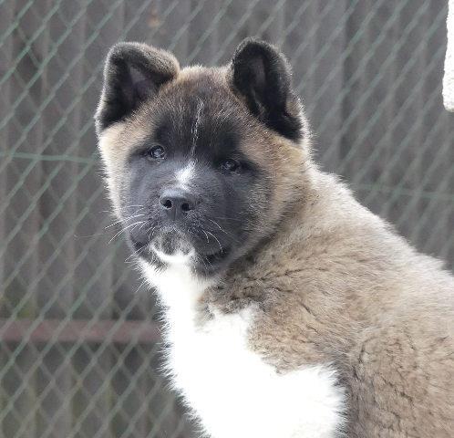 ESCABABA ANERUCAB AKITAS - vrunsko leglo stenadi