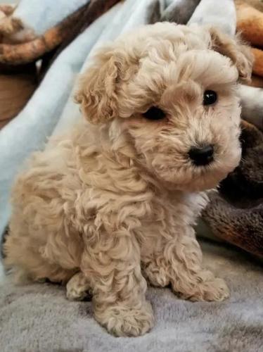 Maltipoo i Čivava