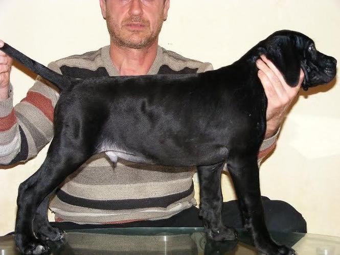 Cane Corso štenci 