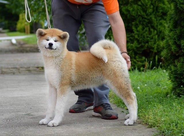 Štenci-Akita-inu