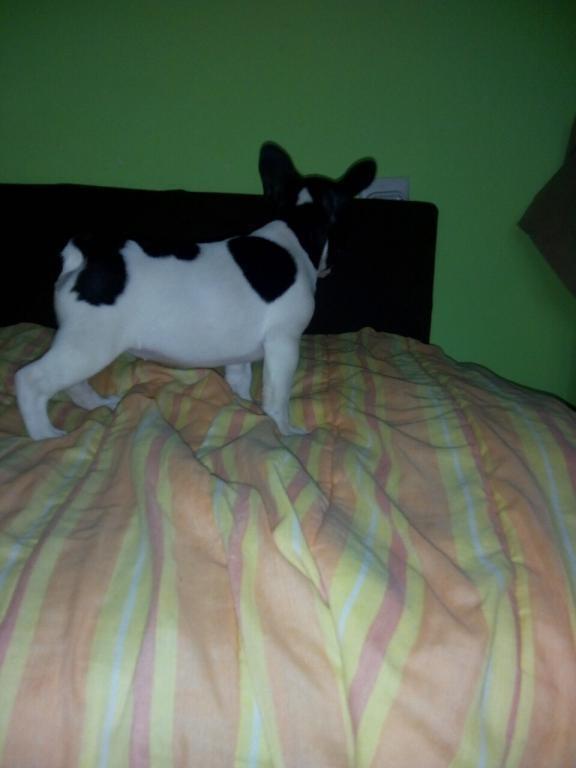 Francuski-buldog-stenad