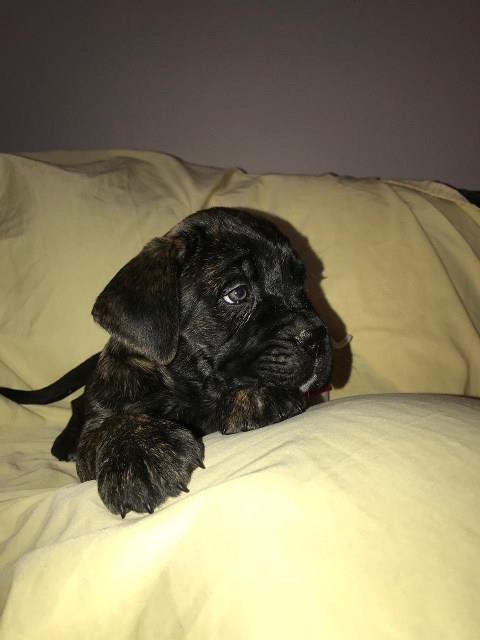 CANE-CORSO---extra-ponuda