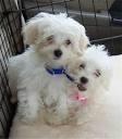 maltese