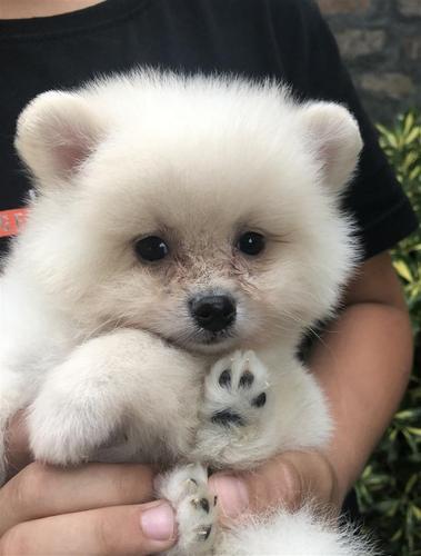 Pomeranski spic