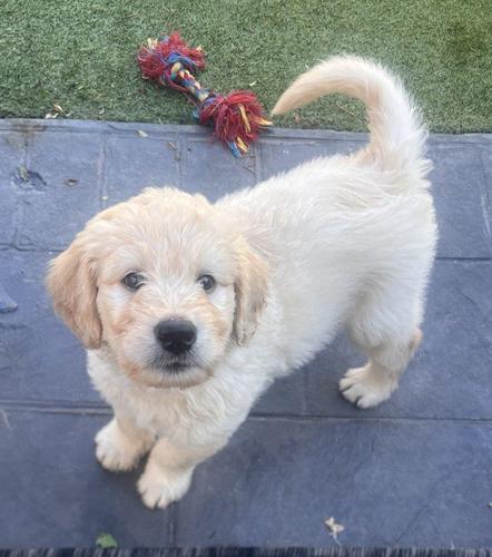Minatare Labradoodle štenci