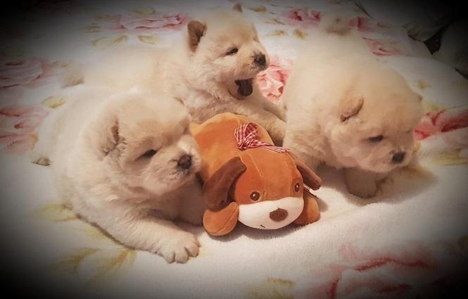 Chow chow cau cau stenad