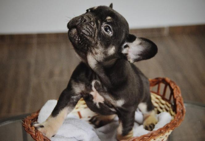 Francuski Buldog
