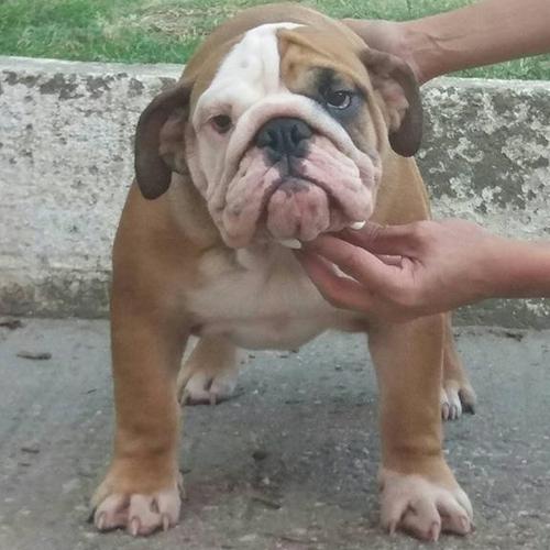  Engleski Buldog 