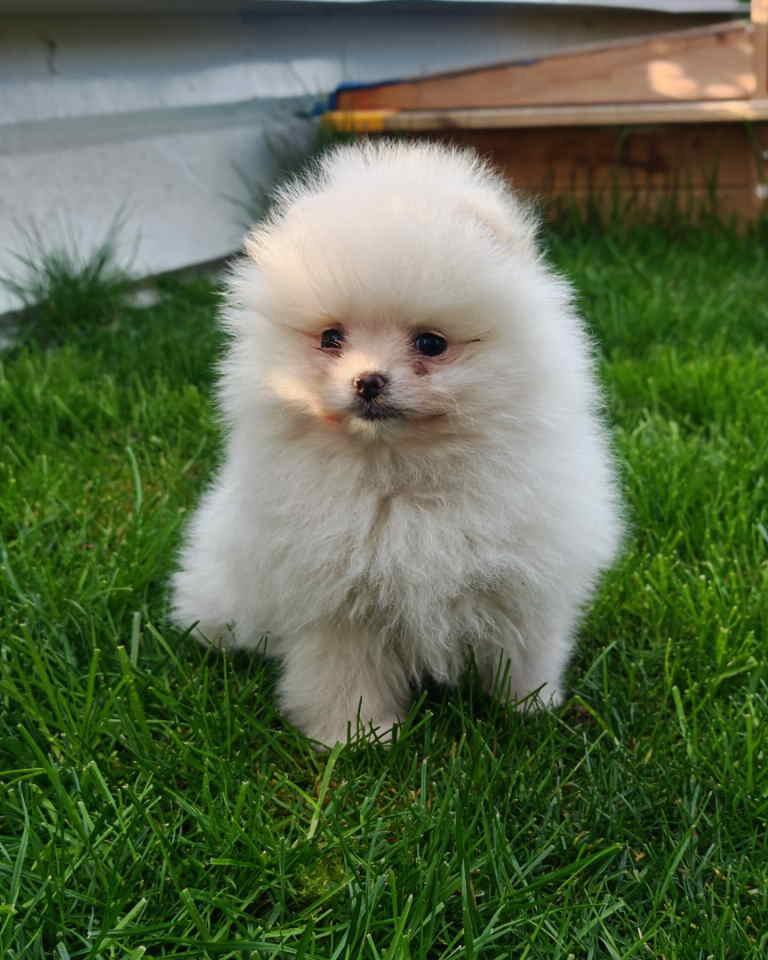 Pomeranski-spic