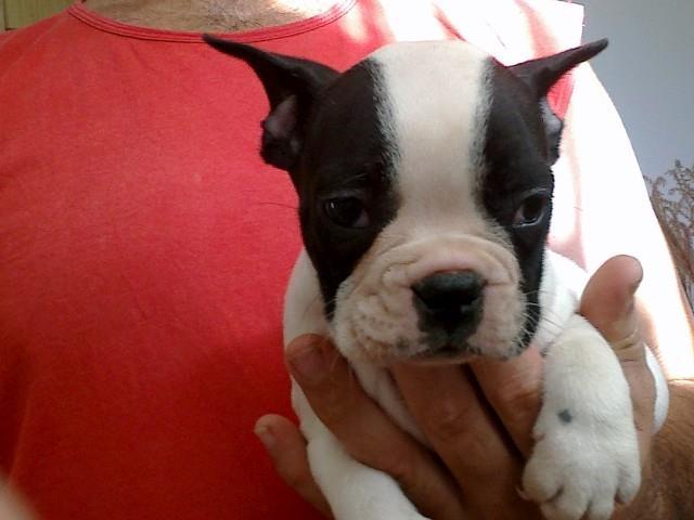 Francuski buldog stenad 