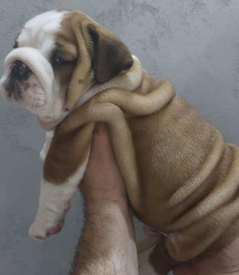 Engleski-buldog--muško-štene
