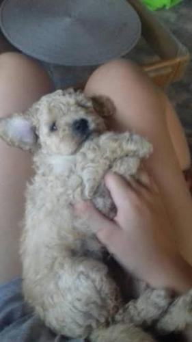 Toj pudla (Toy Poodle)