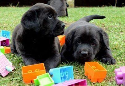 Stenci labrador retrivera izlozbenog potencijala 