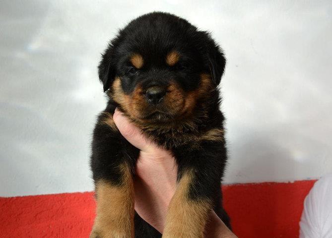 ROTTWEILER-stenci-vrhunskih-sampionskih-linija