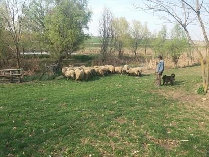 PRODAJEM PRIPLODNE JAGANJCE,OVCE I OVNOVE