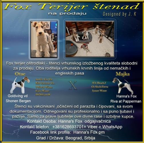 Fox terijer oštrodlaki