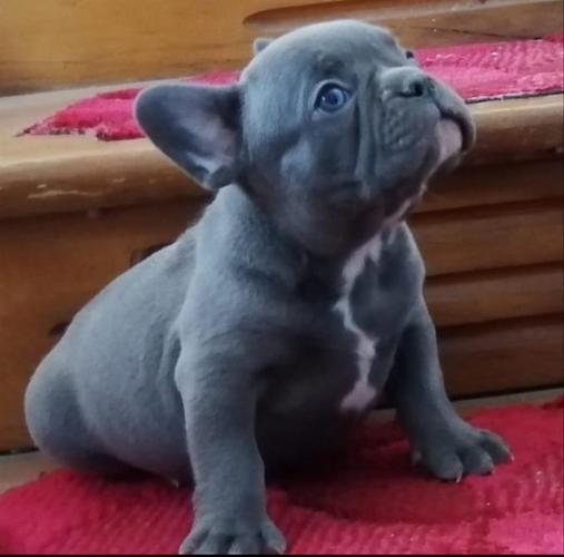 Francuski buldog štenci 