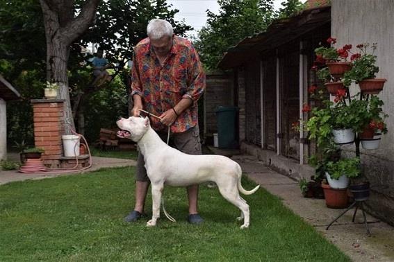 Dogo-Argentino--odrasli-psi