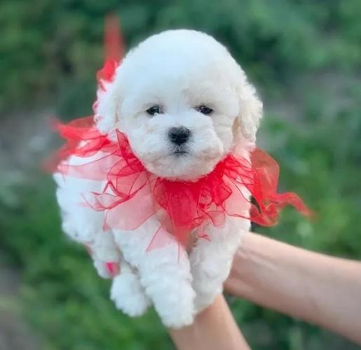 Bichon i bolonjezer stenci na prodaju 