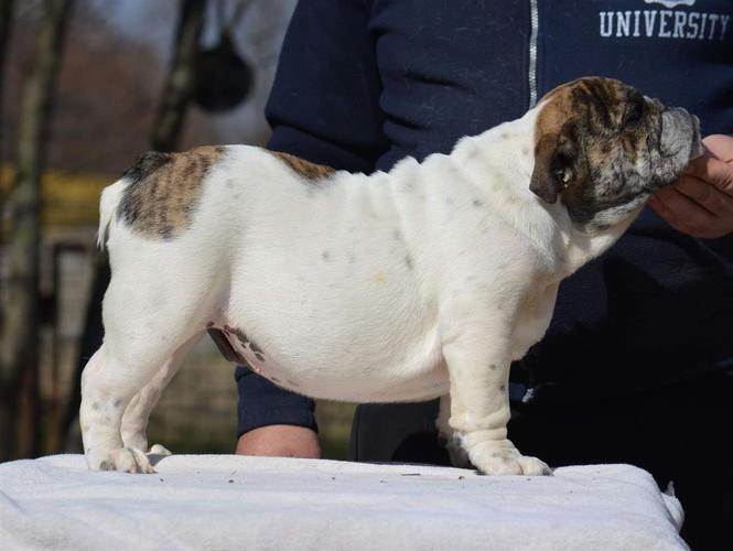 Engleski buldog
