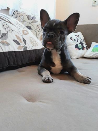 Francuski buldog
