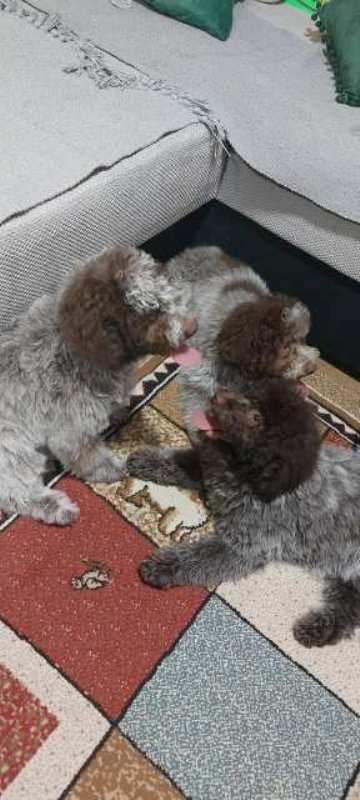 Lagotto-Romagnolo-štenci