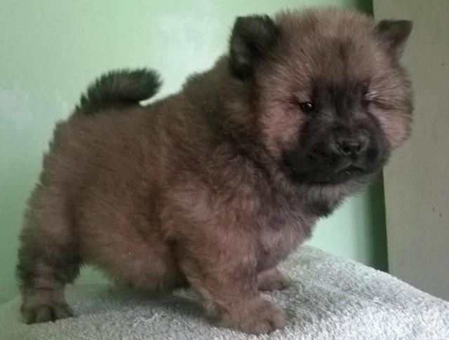 Cau-Cau--Chow-Chow---stenad