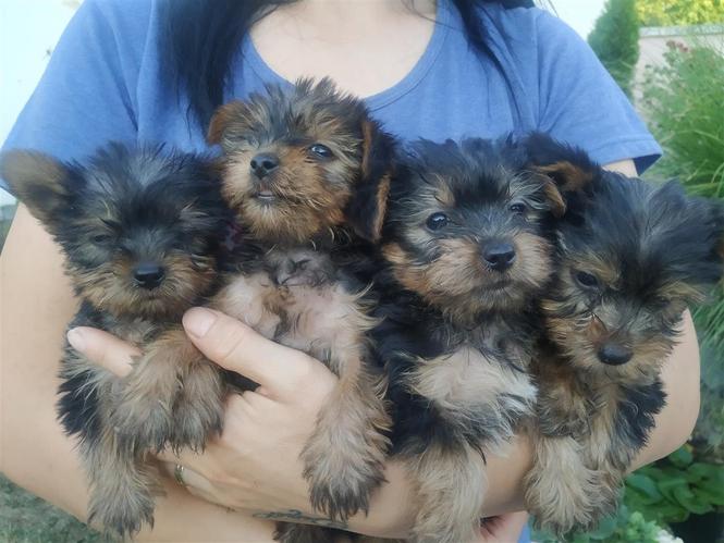 Mini Jorksir terrier