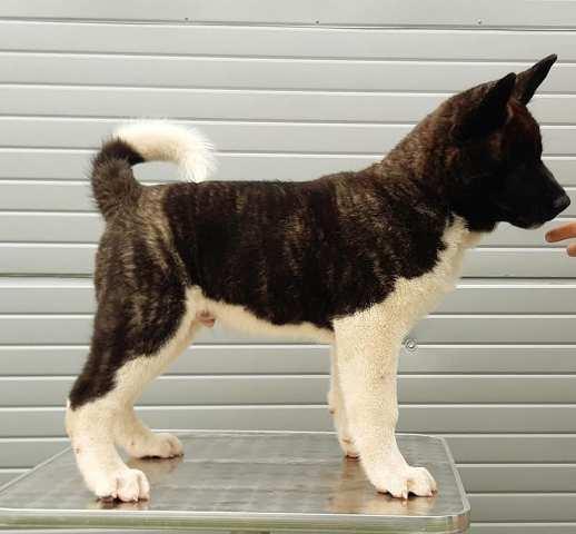 Americka Akita, stenci