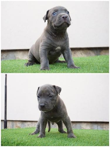 Na prodaju bluenose stenci amerckog pit bull-a