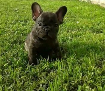 Francuski buldog štenci