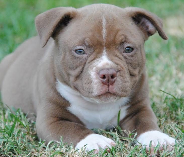 American-bully-pocket-micro