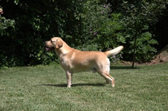 Labrador retriver, hit leglo 