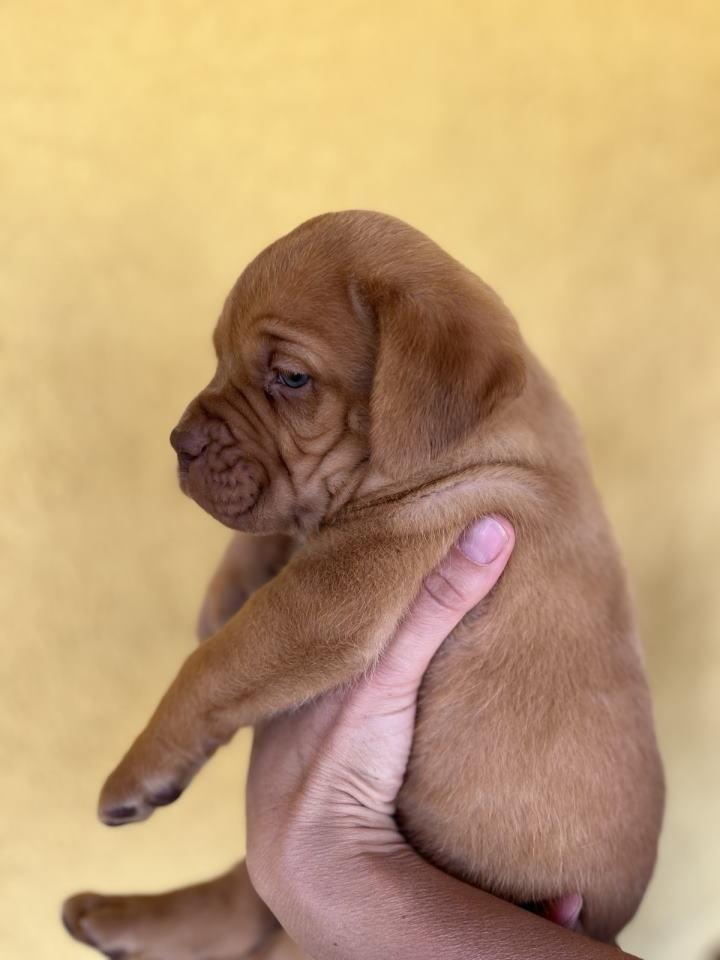 Bordoške-DOGE-ženke