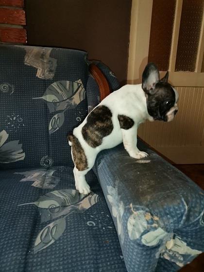 Francuski-buldog--zensko-stene