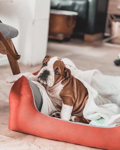 Engleski buldog