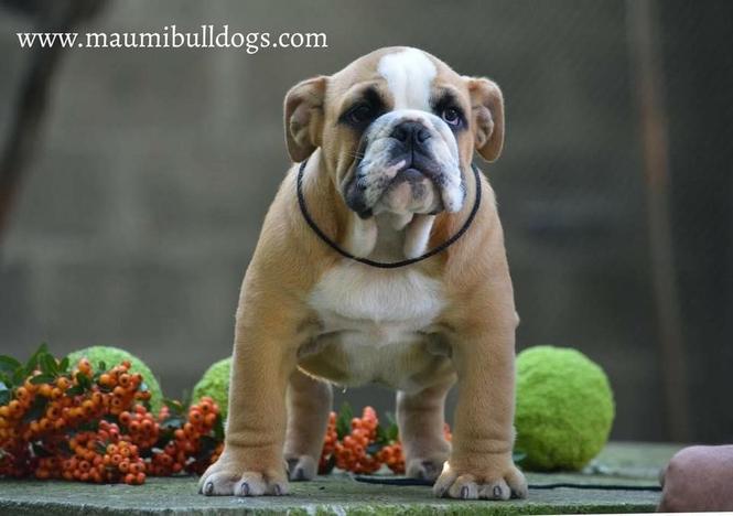Engleski Buldog