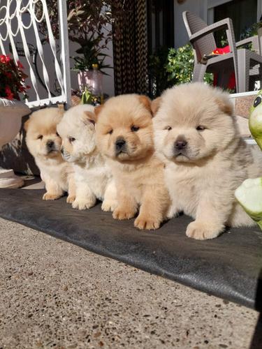 Chow chow-cau cau