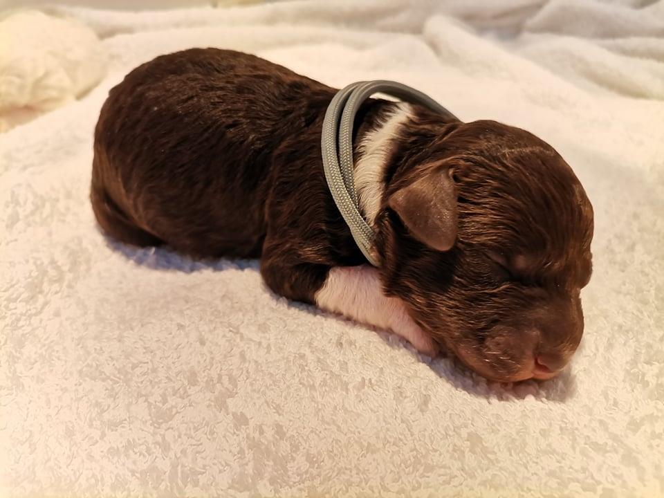Lagotto-romagnolo-štenci