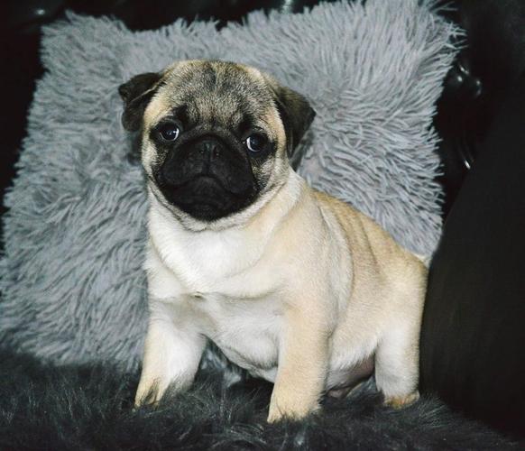 Mops muško štene