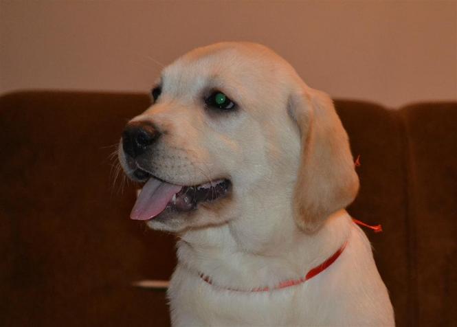 Labrador retriver