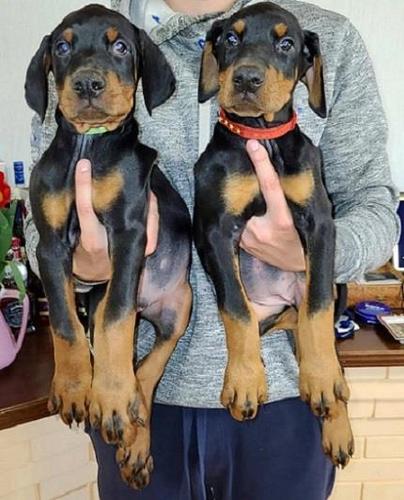 Doberman štenci 