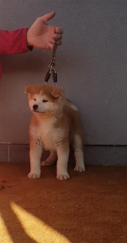 Akita-inu-stenci-