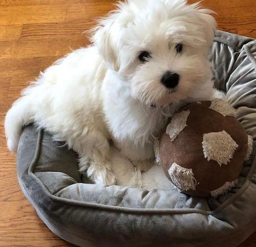 Coton de Tulear (Tulearski pas) štenci