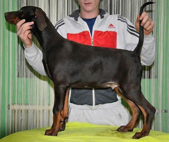 DOBERMAN stenci izlozbenog potencijala