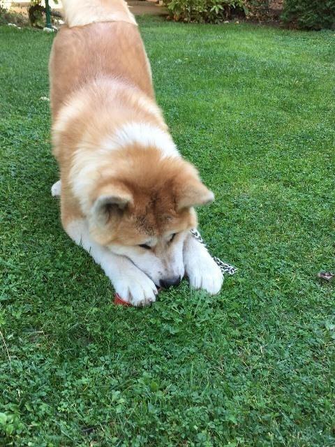 Akita-Inu--stenci